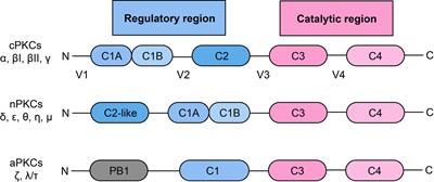 The role of protein kinase C in diabetic microvascular complications